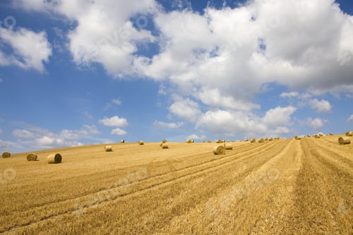 Preview: Hay Being Harvested Into Straw Bales In Farm Field