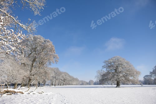 Preview: Trees And Field In Snow Covered Winter Landscape