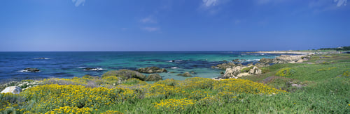 Preview: Pacific Ocean Shore With Yellow Flowers, California, Usa