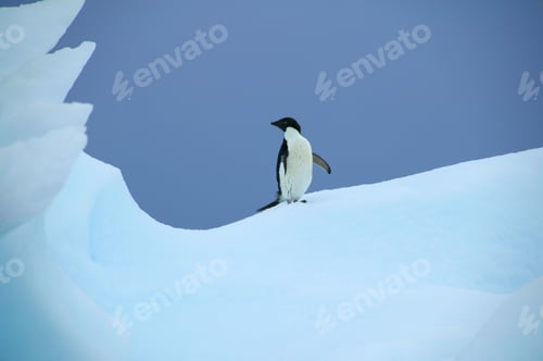 Preview: Adelie Penguin On An Iceberg, Paradise Island, Antarctica