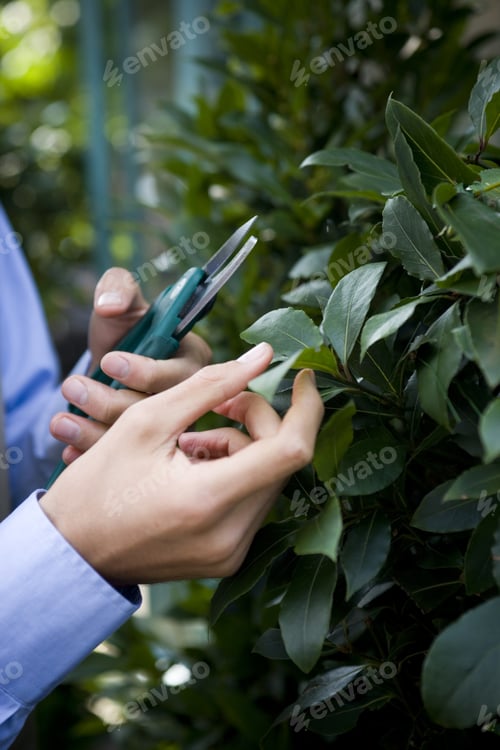 Preview: Man Pruning A Bay Tree With Secateurs