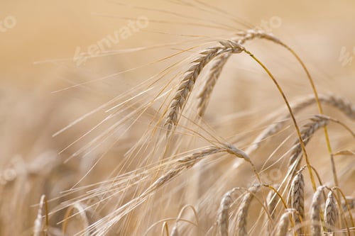 Preview: Detail Of Ripe Barley Crop Growing In Farm Field Ready To Harvest