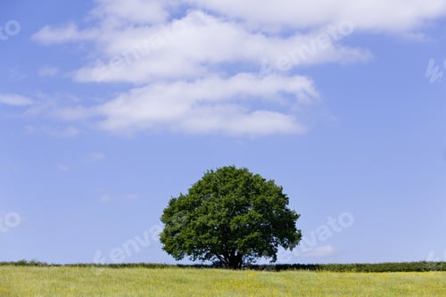 Preview: Tree And Field Of Yellow Buttercup Flowers