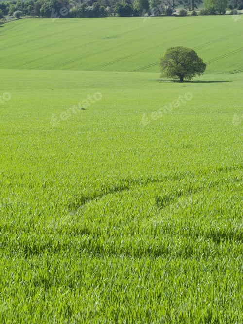 Preview: Green Fields And Tree
