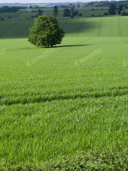 Preview: Green Fields And Tree