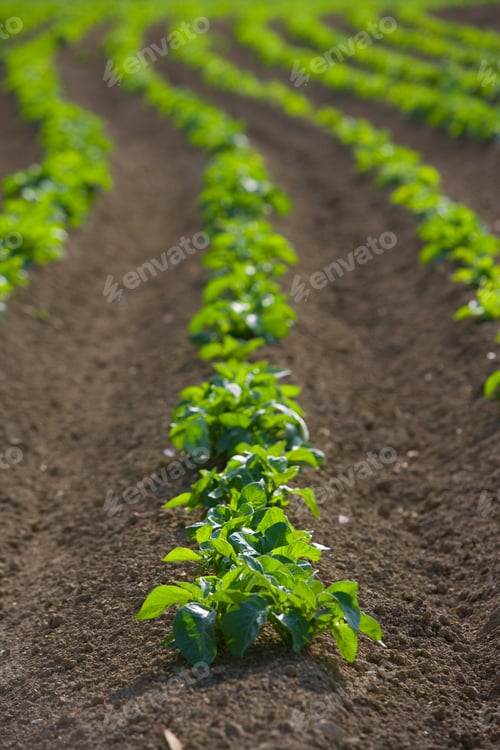 Preview: Detail Of Potato Crop Growing In Soil In Farm Field