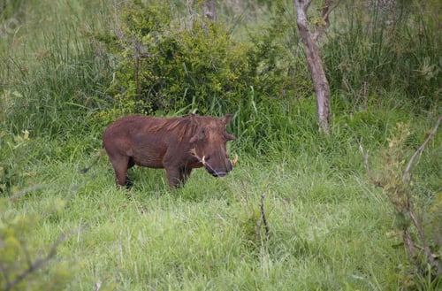 Preview: View Of A Warthog In A Green Field, Kruger National Park, Mpumalanga, South Africa
