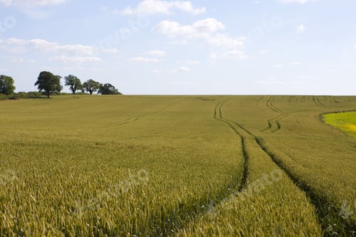 Preview: Tractor Tracks In Wheat Field