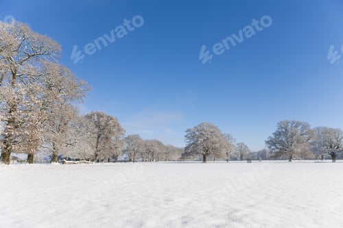 Preview: Trees And Field In Snow Covered Winter Landscape