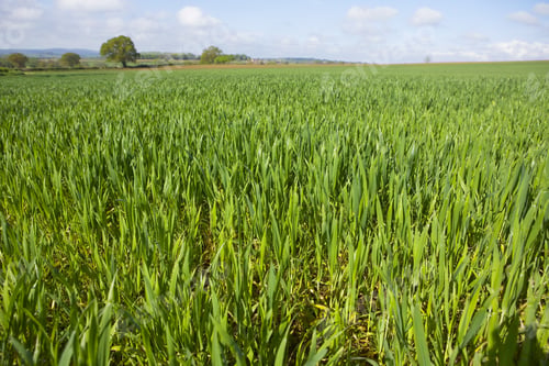 Preview: Young Wheat Crop