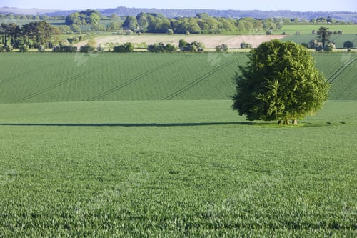 Preview: Young Crop Growing In Green Farm Field
