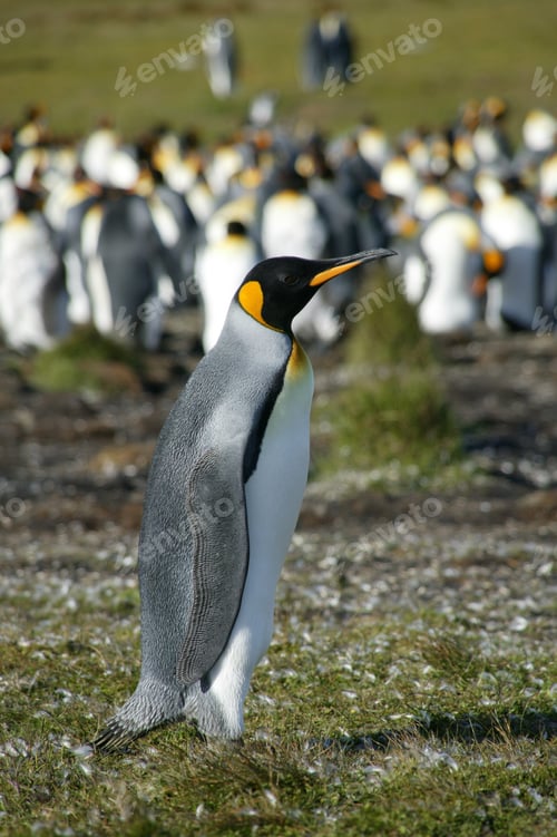 Preview: King Penguins, Volunteer Point, Falkland Islands
