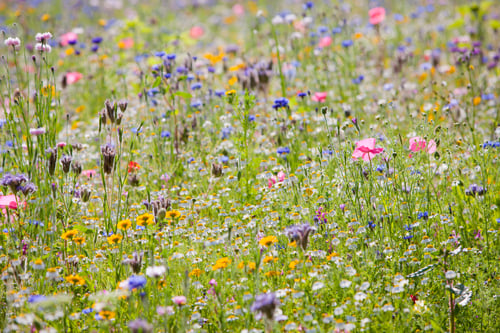 Preview: Colorful Field Of Beautiful Wild Summer Flowers