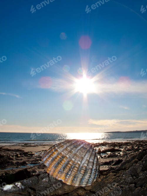 Preview: Close Up Of Seashell On Rocks On Beach In Cornwall Uk