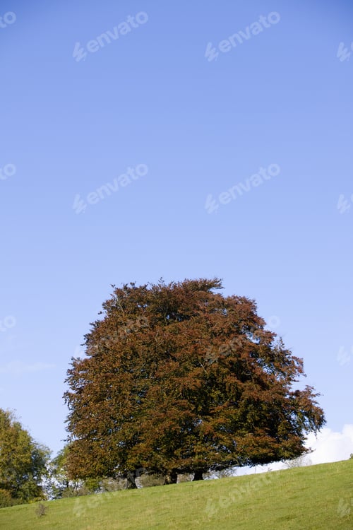 Preview: Tree On Hillside Against Blue Sky