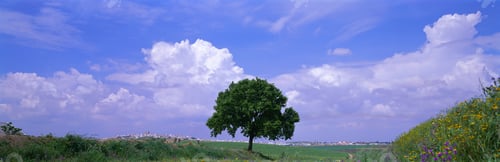 Preview: Tree, Germany
