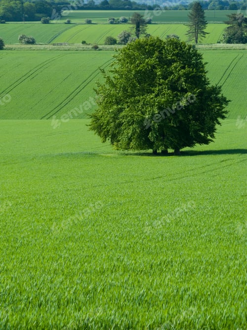 Preview: Farm Field Of Young Green Barley Growing With Single Tree