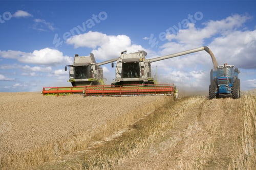 Preview: Combines Harvesting Wheat And Filling Trailer In Sunny, Rural Field