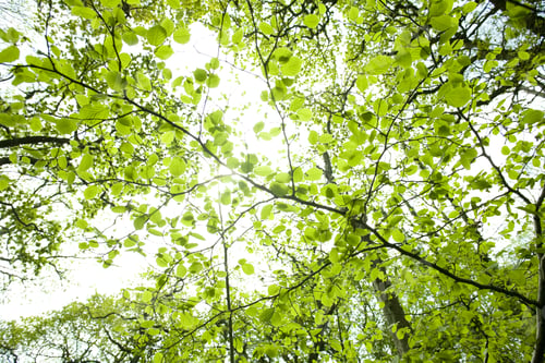 Preview: Low Angle View Of Sunlight Through Tree Branches