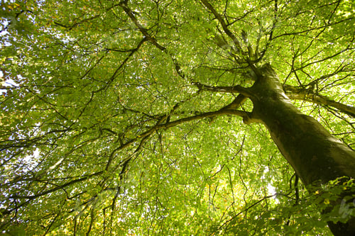 Preview: Low Angle View Of Green Leaves