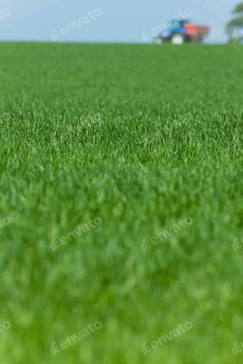 Preview: Close Up Of Grass Crop With Tractor In Background