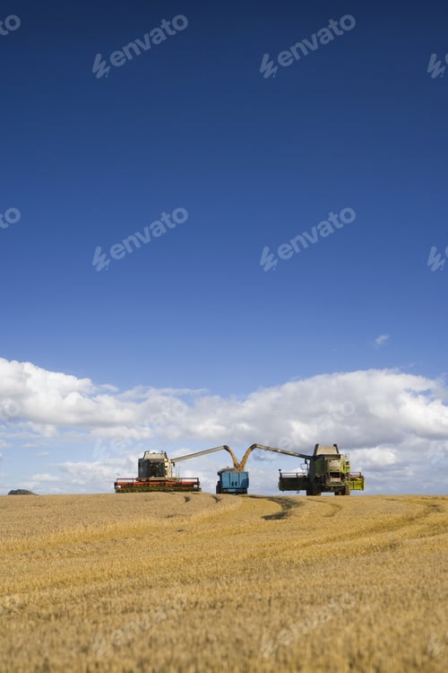 Preview: Combines Harvesting Wheat And Filling Trailer In Sunny Rural Field