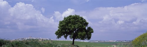 Preview: Single Tree With View Of Seville, Andalusia, Spain
