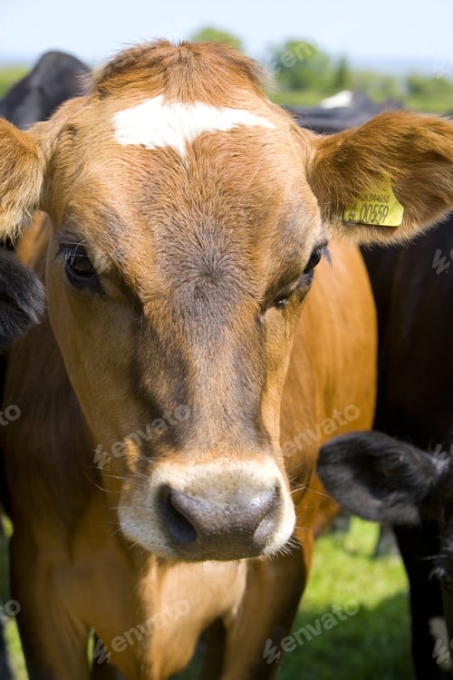 Preview: Close Up Of Jersey Cow With Tag