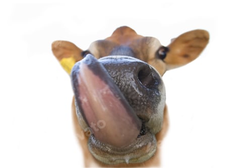 Preview: Close Up Of Jersey Cow Licking Lips, Cut Out
