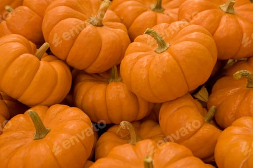 Preview: Close Up Of Pumpkins