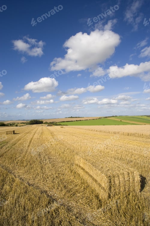 Preview: Straw Bales In Sunny Wheat Field