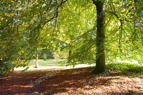 Preview: Tree In Park And Carpet Of Autumn Leaves