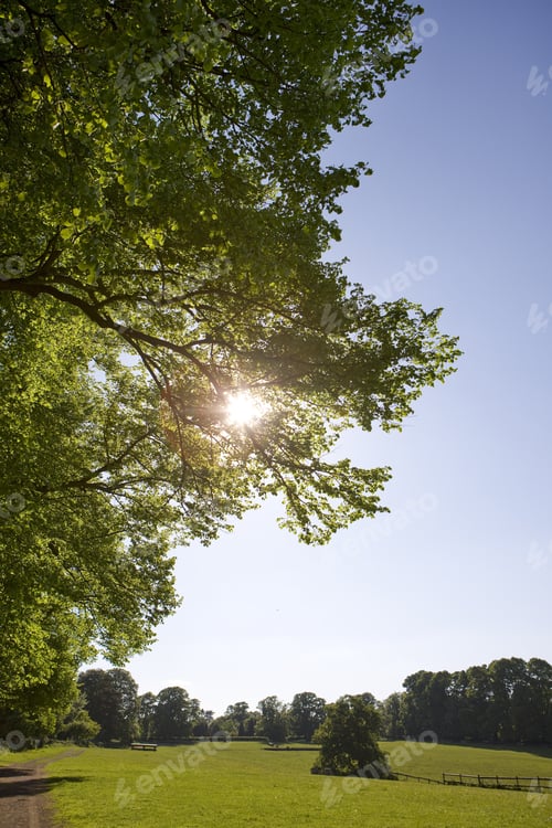 Preview: Trees And Sun Over Tranquil Rolling Landscape