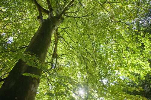 Preview: Low Angle View Of Green Leaves