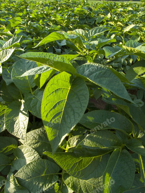 Preview: Close Up Of Potato Crop Leaves