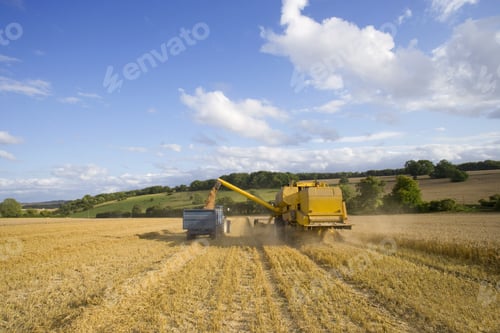 Preview: Combine Harvesting Wheat And Filling Trailer In Sunny Rural Field