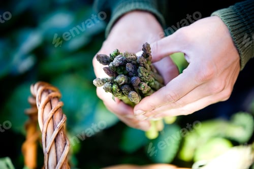 Preview: Close Up Of Man In Vegetable Garden Picking Fresh Asparagus