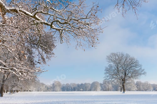 Aperçu: Trees In Snow Covered Winter Countryside Landscape