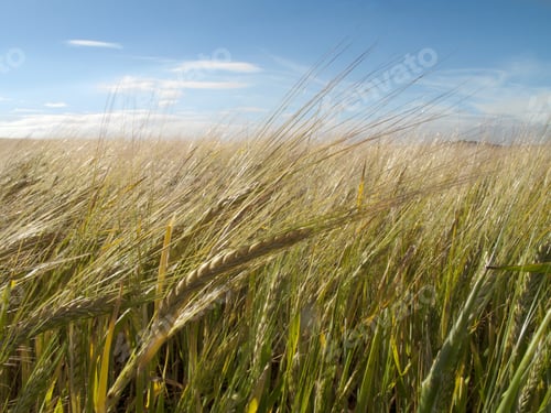 Preview: Growing Barley Blowing In The Wind