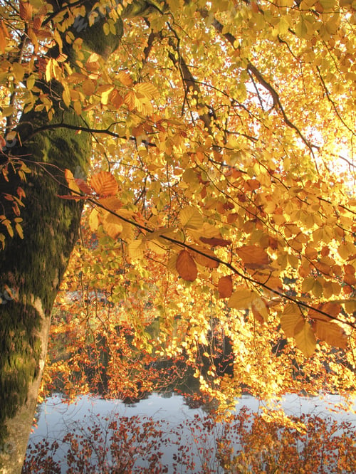Preview: Yellow Autumn Leaves Over Lake