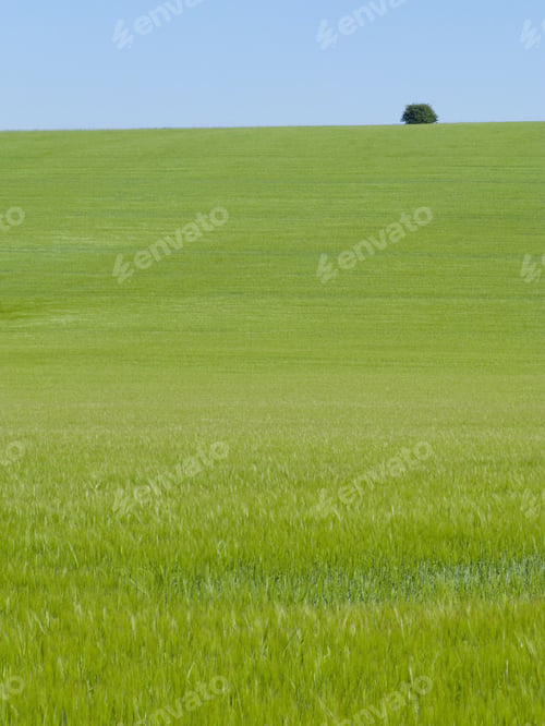 Preview: Young Barley Crop Growing In Green Farm Field Under Blue Sky