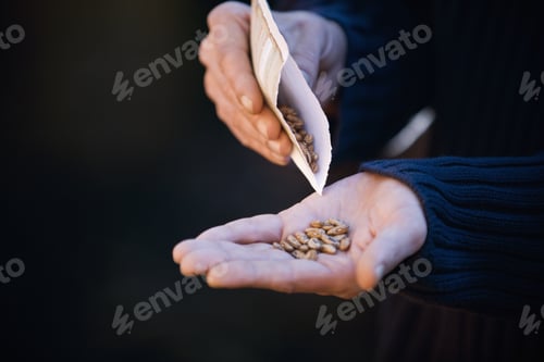 Preview: A Man Pouring Seeds Into His Hand