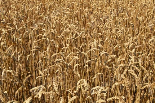 Preview: View Of A Wheat Field