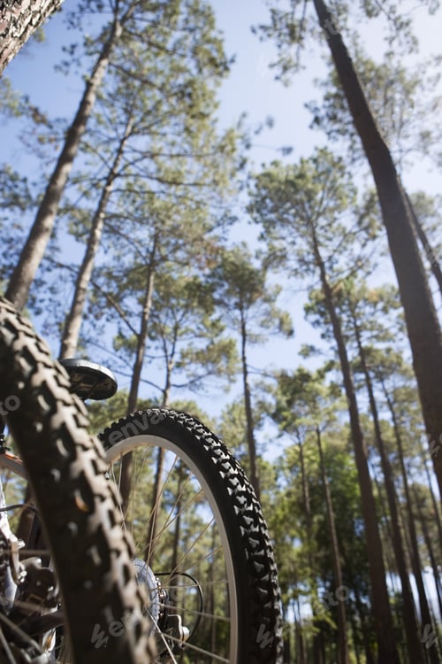 Preview: Bicycles Leaning Against Tree In Wood, Close-Up, Low Angle View