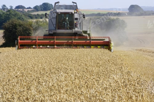 Preview: Combine Harvesting Wheat In Sunny, Rural Field