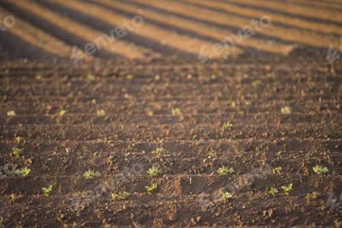 Preview: Field Of Potato Seedlings