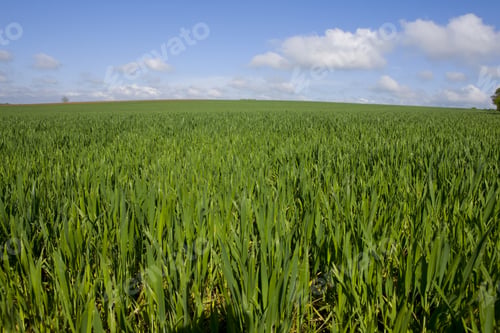 Preview: Young Wheat Crop