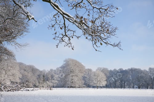 Preview: Trees And Field In Snow Covered Winter Landscape