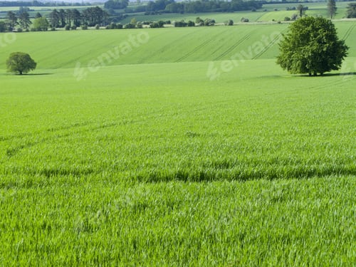 Preview: Green Fields And Tree
