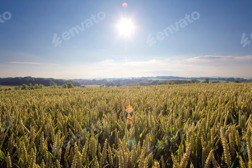 Preview: Farm Field Of Ripening Wheat Crop Against Blue Sky